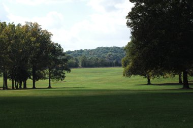 Rüzgardaki ağaçlar