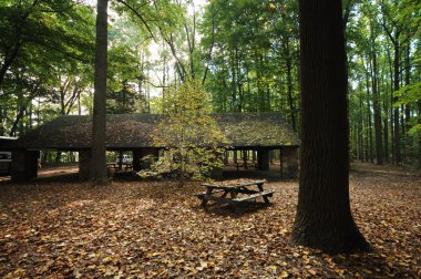 Rüzgardaki ağaçlar