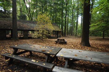 Rüzgardaki ağaçlar