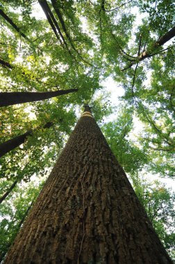 Rüzgardaki ağaçlar