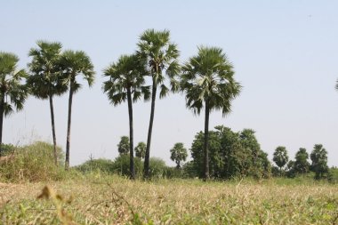 Rüzgardaki ağaçlar