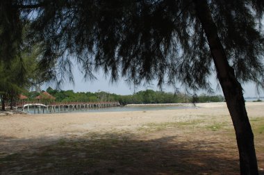 Rüzgardaki ağaçlar