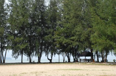 Rüzgardaki ağaçlar