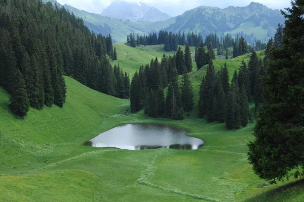 Bahçedeki ağaçlar ve park