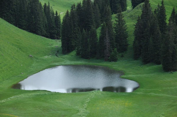 Bahçedeki ağaçlar ve park