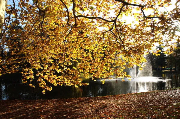 Trees in the Garden and park — Stock Photo, Image