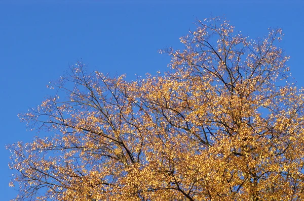 庭と公園内の木 — ストック写真