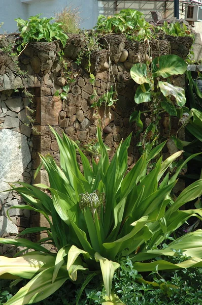 Árboles en el jardín y el parque — Foto de Stock