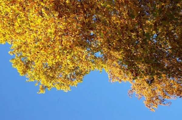 Bäume im Garten und Park — Stockfoto