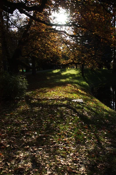 Bomen in de tuin en park — Stockfoto