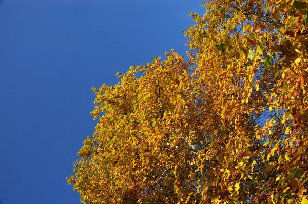 Bomen in de tuin en park — Stockfoto