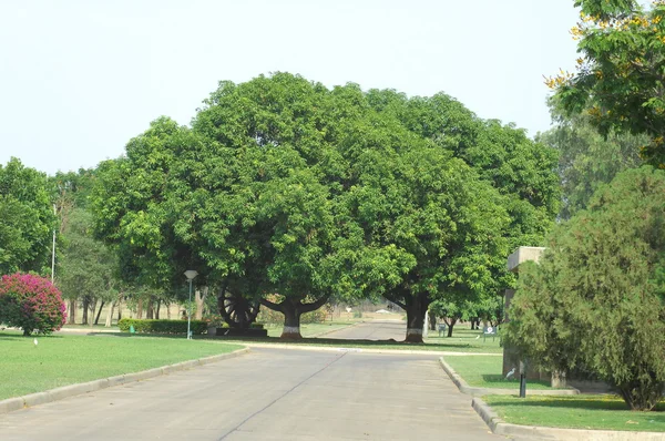 庭と公園内の木 — ストック写真