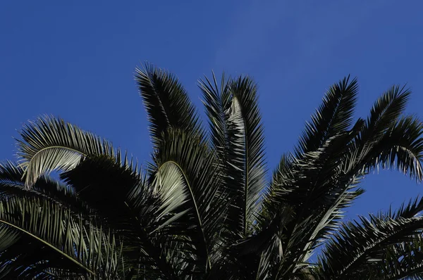 Trees in the Garden and park — Stock Photo, Image