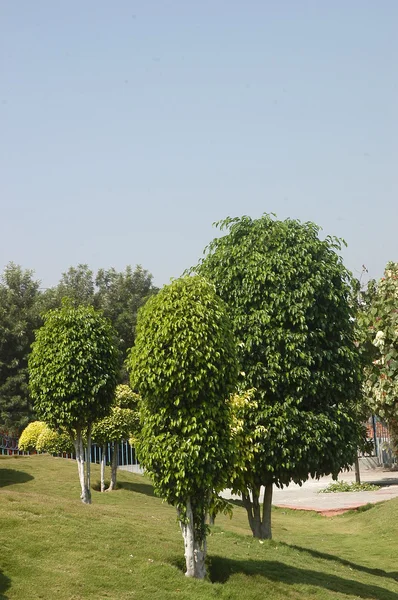 Bomen in de tuin en park — Stockfoto