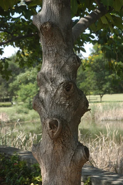 Árvores no jardim e parque — Fotografia de Stock