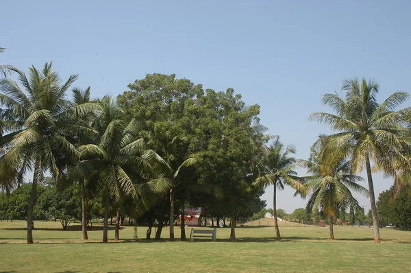 Bomen in de tuin en park — Stockfoto