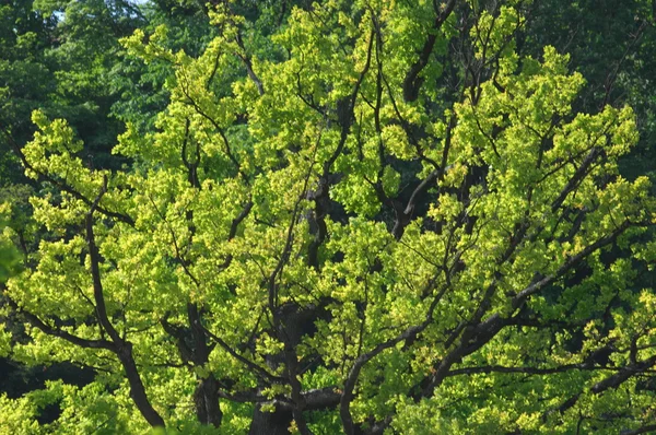 Árvores no jardim e parque — Fotografia de Stock