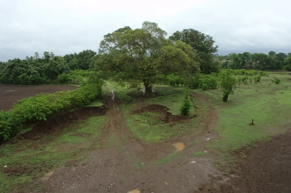 Bahçedeki ağaçlar ve park