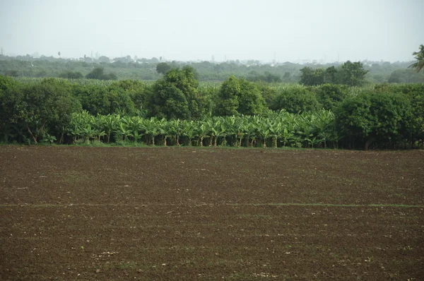 Bomen in de tuin en park — Stockfoto