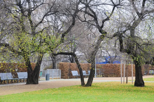 Fák a kertben és a parkban — Stock Fotó