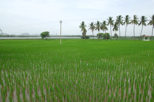 Pohon di Taman dan Taman — Stok Foto