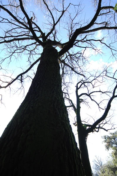 Les arbres dans le jardin et le parc — Photo