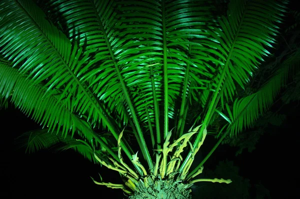 Bomen in de tuin en park — Stockfoto