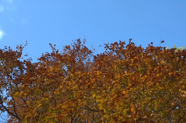 Bomen in de wind — Stockfoto