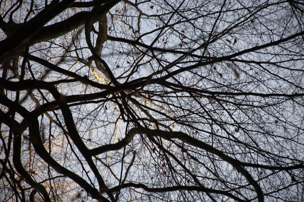 Rüzgardaki ağaçlar — Stok fotoğraf