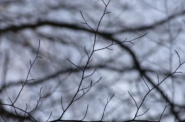 風の中の木 — ストック写真