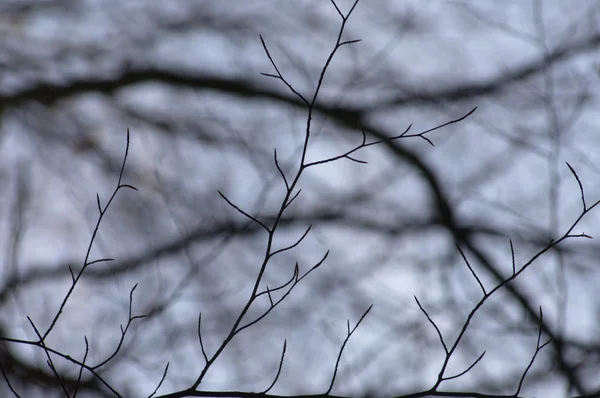 Alberi nel vento — Foto Stock