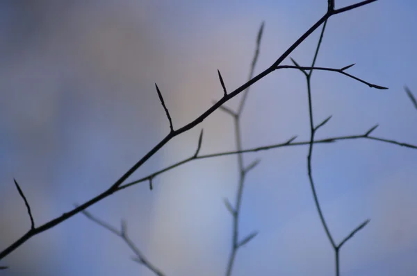 風の中の木 — ストック写真