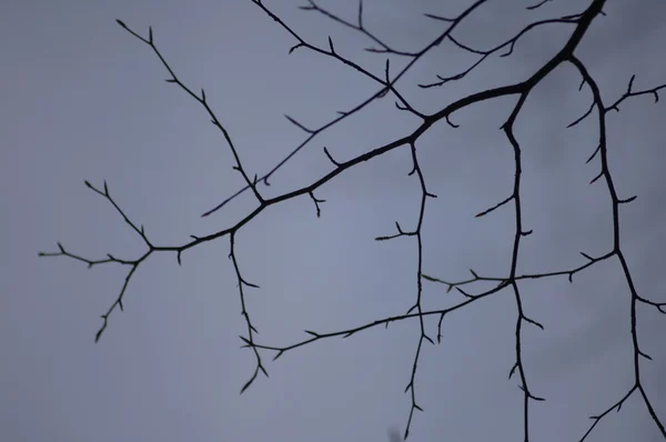 Δέντρα στον άνεμο — Φωτογραφία Αρχείου