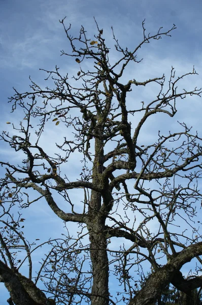 Bäume im Wind — Stockfoto