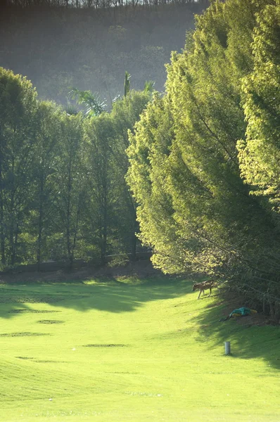 Bomen in de wind — Stockfoto