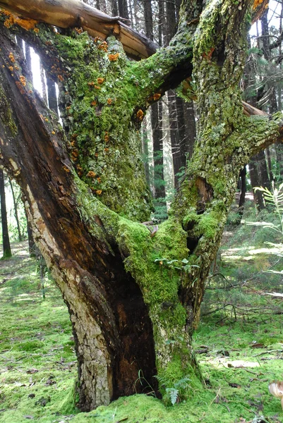 Alberi nel vento — Foto Stock