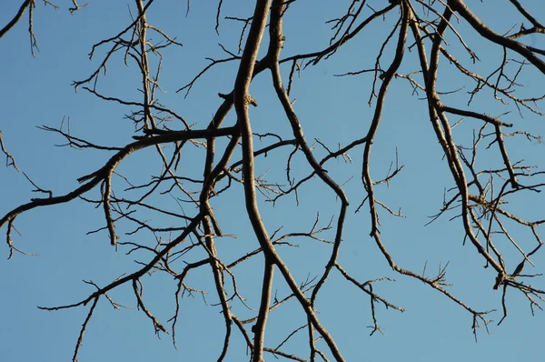 Árvores ao vento — Fotografia de Stock