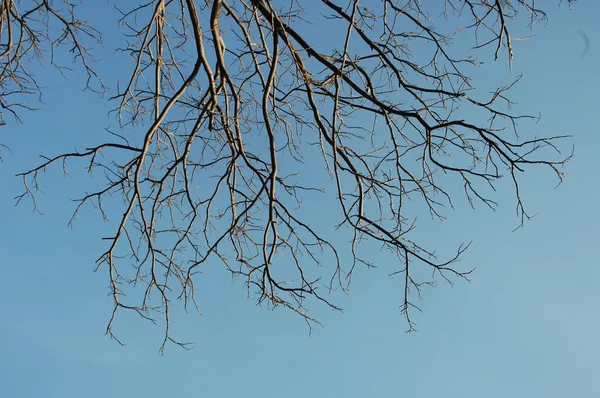 Árboles en el viento —  Fotos de Stock