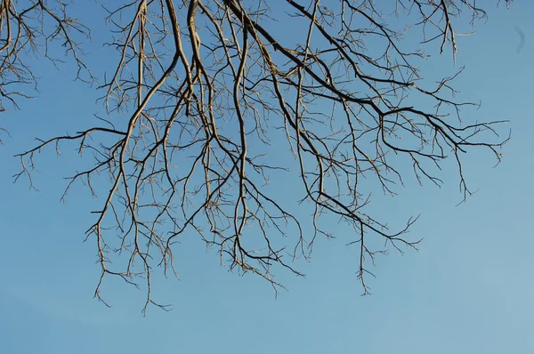 Alberi nel vento — Foto Stock