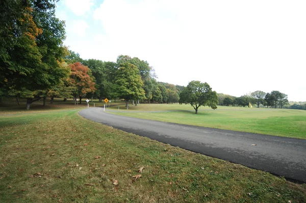 Bomen in de wind — Stockfoto