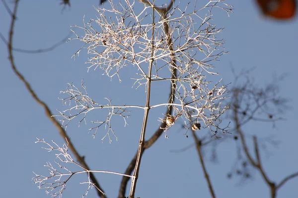 Primo piano degli alberi secchi — Foto Stock