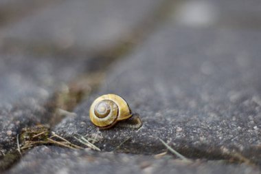 Yürüyen küçük bir salyangoz