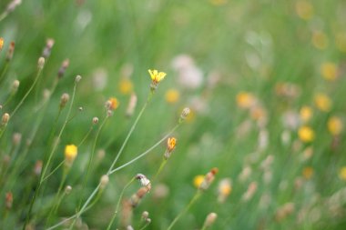 Çiçekli yeşil çimenli çayır