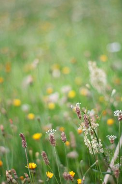 Çiçekli yeşil çimenli çayır