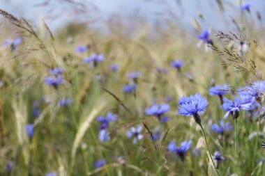 Çiçeklerle dolu bir tarla