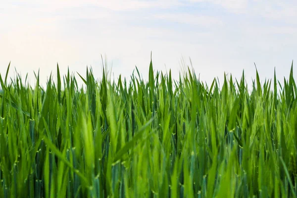 Eine Grüne Wiese Voller Gras — Stockfoto