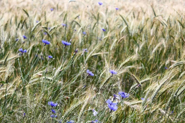 Ein Feld Voller Kornblumen — Stockfoto