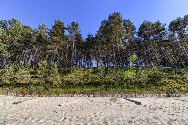 Baltık Denizi kıyısında bir orman - Polonya
