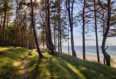 Baltık Denizi kıyısında Katy Rybackie şehrinde bir orman