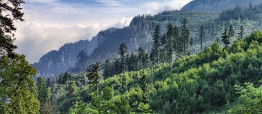 Koscieliska Vadisi 'nden Tatra Dağları manzarası